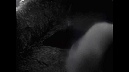 Hump Masturbation Black and White with the First Real Webcam in 1996