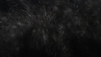 Leather Stepdaddy Worship and Smell My Long Pubic Hair