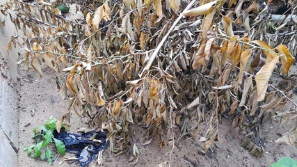 Pee Hard Pee Hard Good Hard