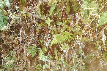 Piss Tribute to Nehalika