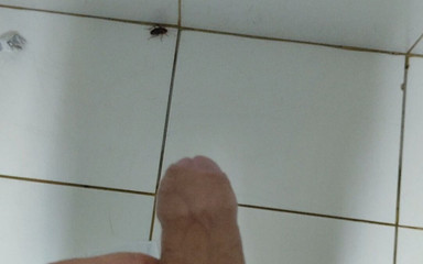 Quick Masturbation in the Bathroom with Cockroaches