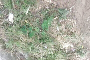 Amateur Outdoot Solo Pissing 2