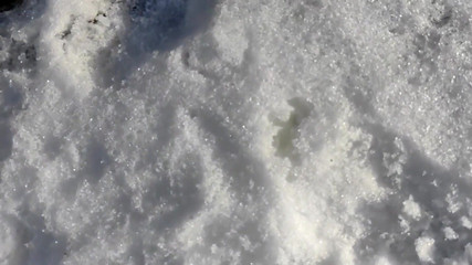 Close up Cum to the Snow and Showing Cum in the Snow
